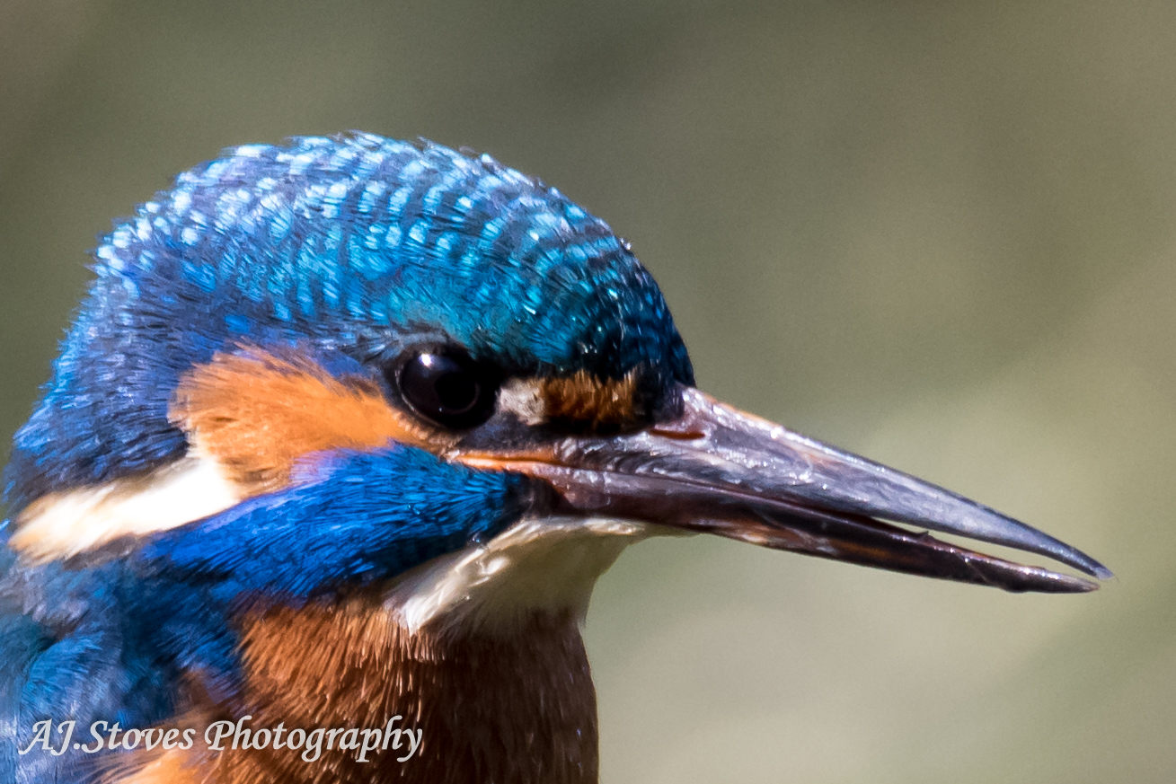 Kingfisher 03 - Kingfishers are just so lovely to photograph, but they are very hard to find and then get them to sit for a photograph by AJ Stoves Photography