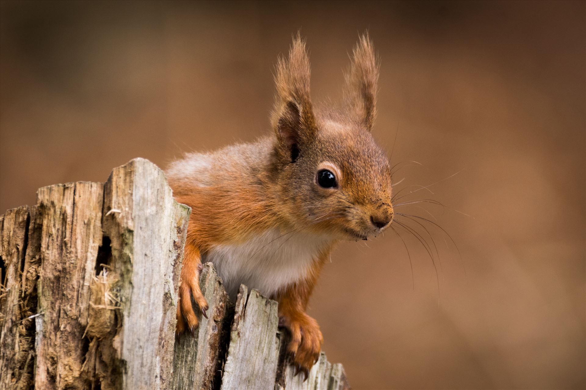 Red Squirrel Autumn Colours - Red Squirrel, taken at Pow Hill in the Autumn of 2017 by AJ Stoves Photography