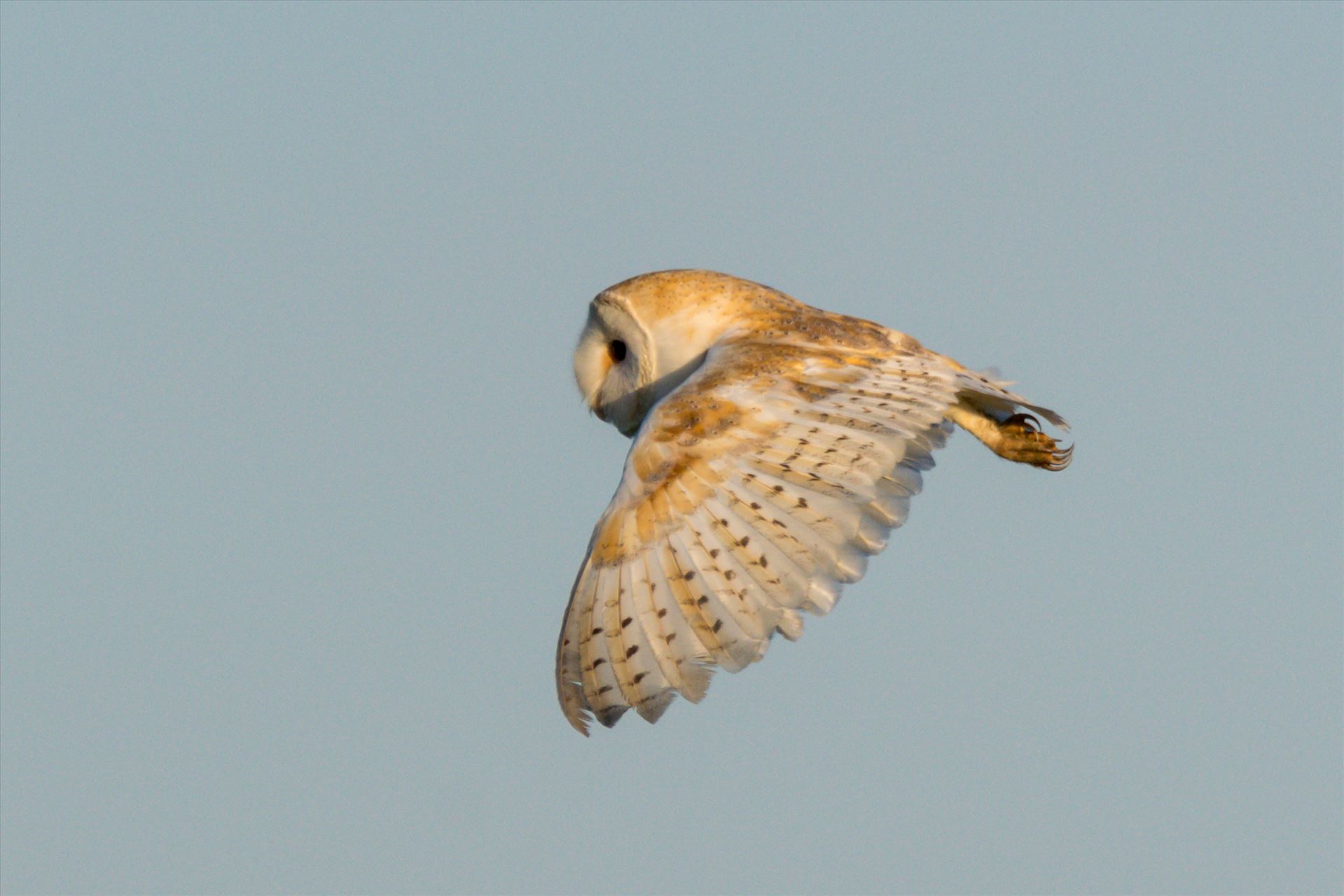 Barn Owl on the hunt 05 - A Barn Owl on the hunt for its breakfast by AJ Stoves Photography