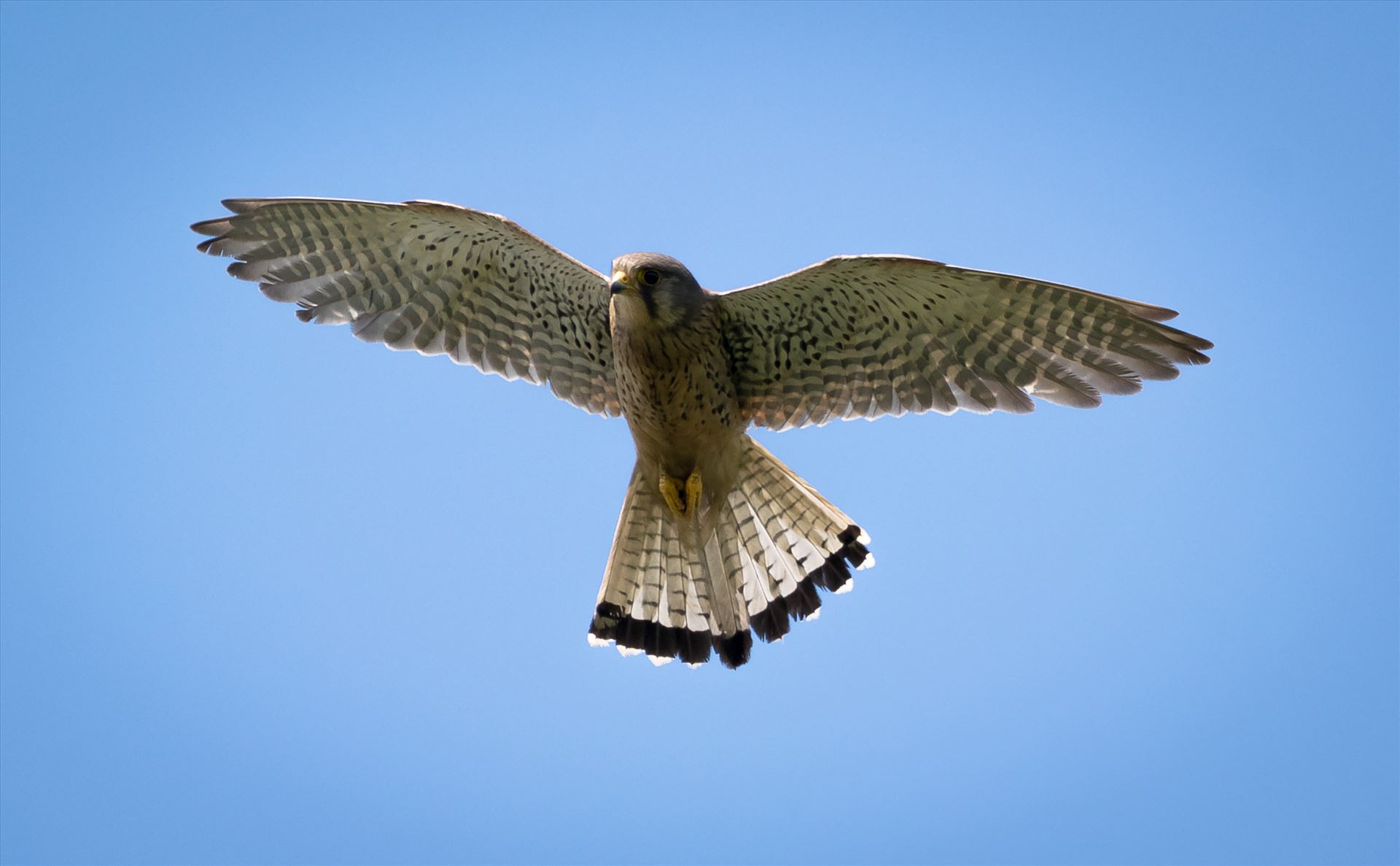 Kestrel hunting at RSPB Saltholme, - Came out of one of the hides at RSPB Salyholme and this beauty was hovering just above me. by AJ Stoves Photography