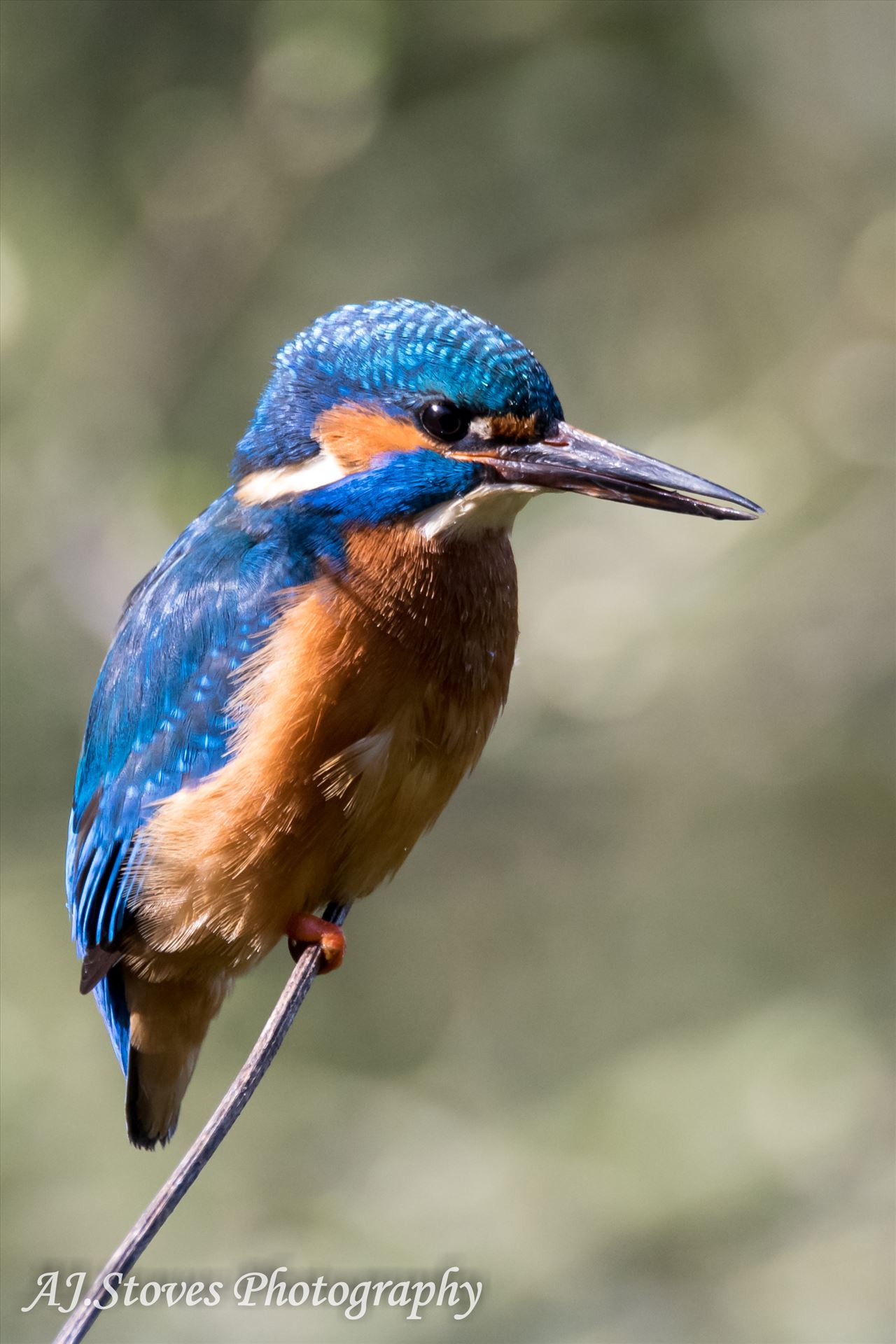 Kingfisher 02 - Kingfishers are just so lovely to photograph, but they are very hard to find and then get them to sit for a photograph by AJ Stoves Photography