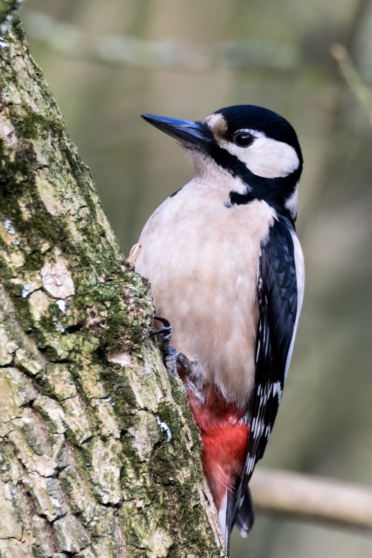 Great Spotted Woodpecker - One of our most common Wood Peckers, but still a lovely bird to watch and photograph by AJ Stoves Photography