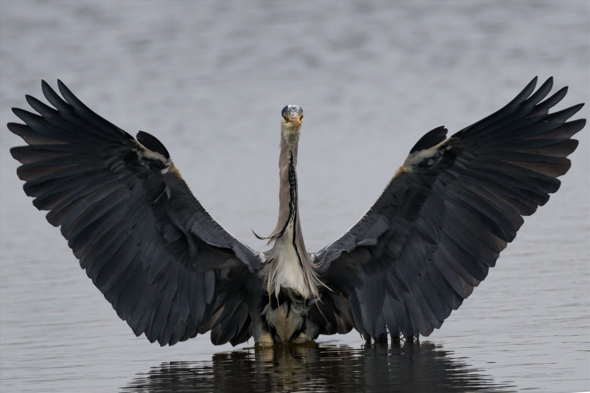 Grey Heron coming in to land at RSPB Saltholme - I was in the right place at the right time to capture this landing Grey Heron by AJ Stoves Photography