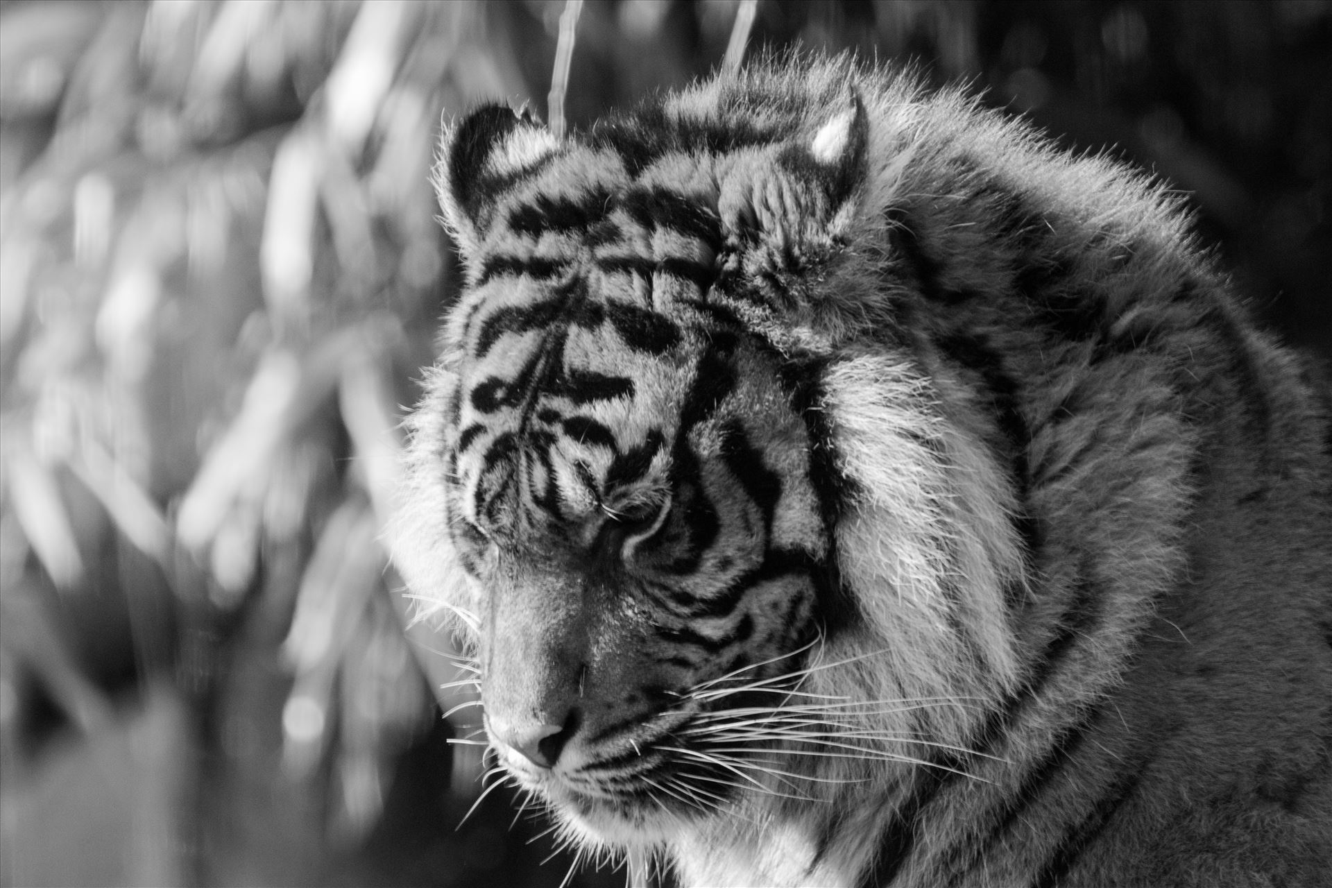 Grumpy Tiger. Taken at South Lakes Safari Zoo - Taken at South Lakes Safari Zoo in 2016, have to say I do like a Tiger shot or two by AJ Stoves Photography