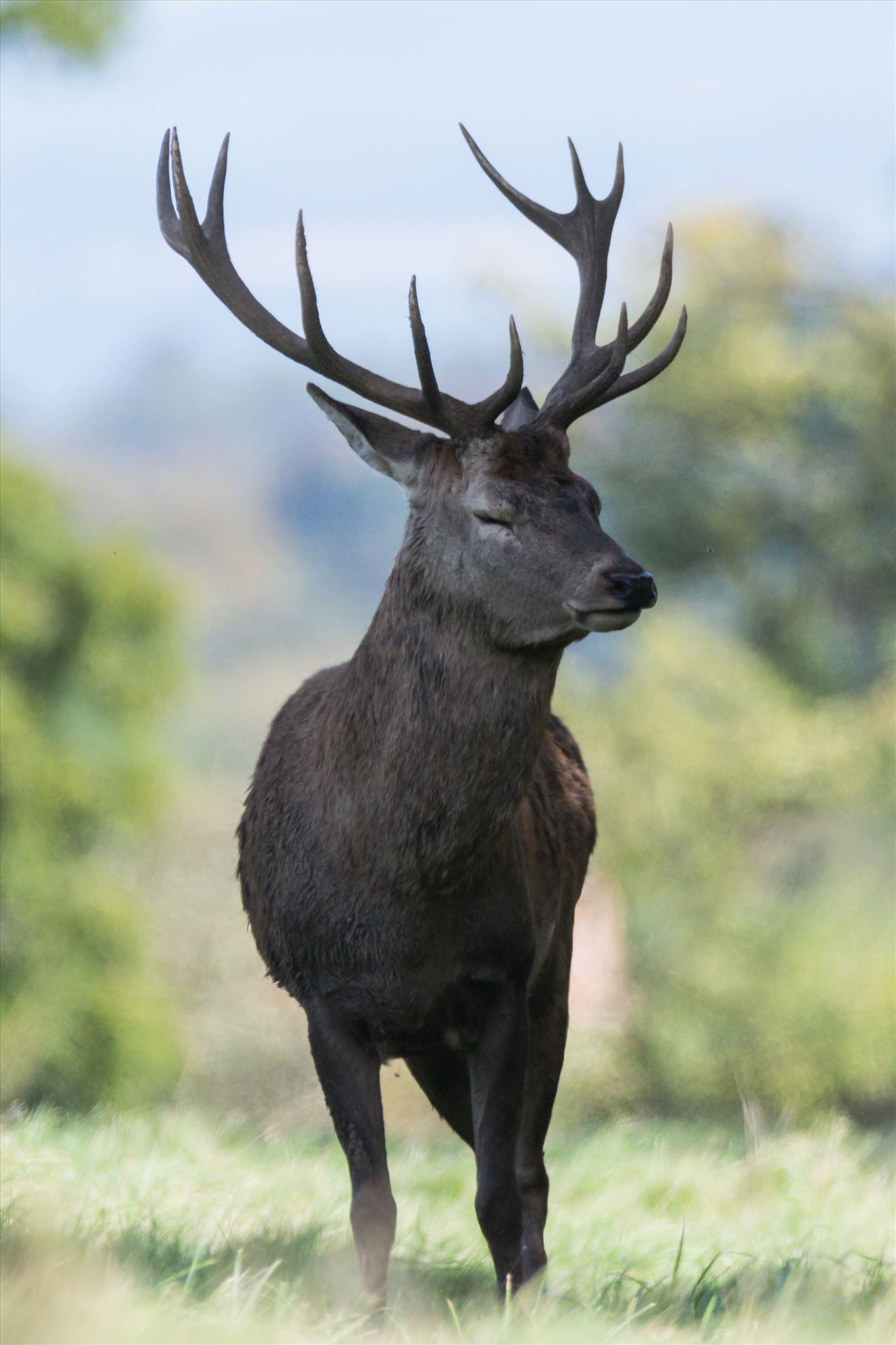 Stag Deer, taken at Studley Royal deer Patk - Taken in September 2017 at Studley Royal Park by AJ Stoves Photography