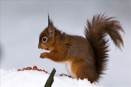 Red Squirrel, taken at Pow Hill March 2018, after The Beast from the East hit