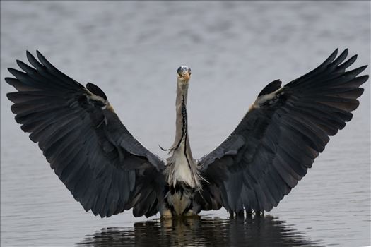 I was in the right place at the right time to capture this landing Grey Heron