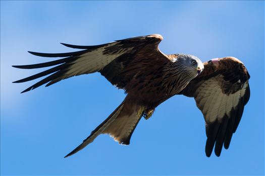 A red Kite on the Wind, taken at Far Pastures in 2017